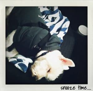 Mikey after Sutton Park