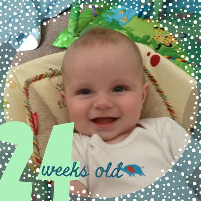 24 weeks old