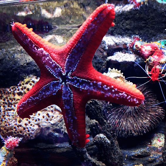 starfish birmingham sealife