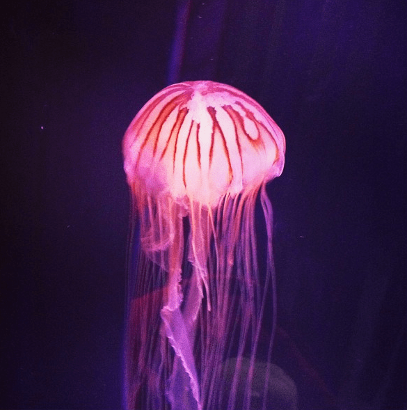 birmingham sealife
