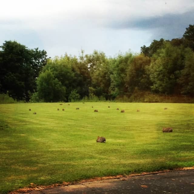 Green July 2014