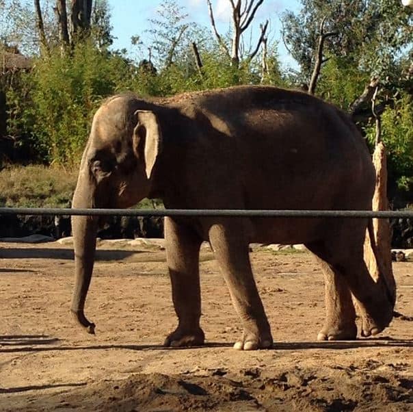 elephants