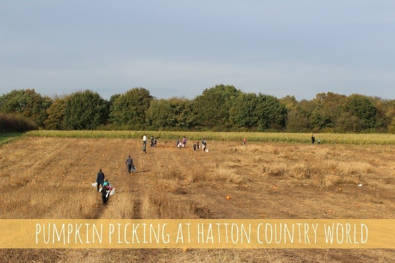 Hatton Country World Pumpkin