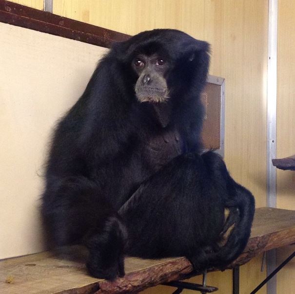 monkey 1