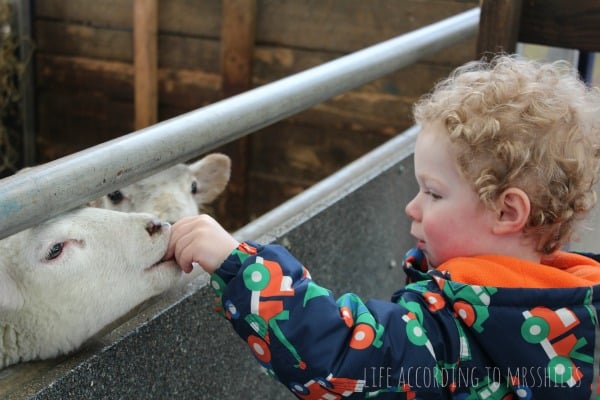 National Forest Adventure Farm