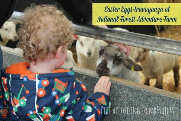 National Forest Adventure Farm