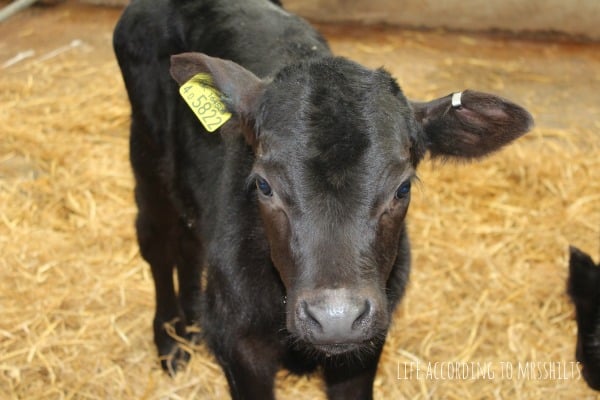 National Forest Adventure Farm