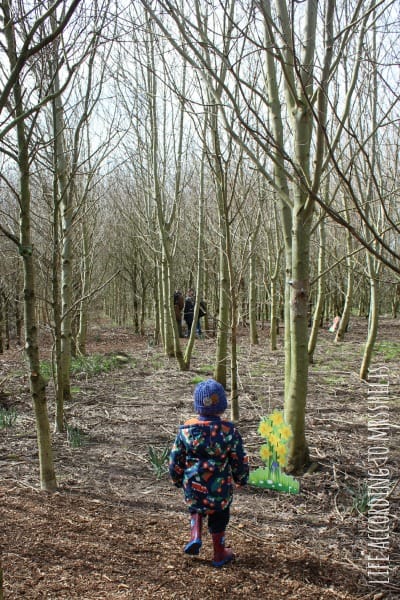 woods