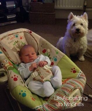 BabyDog3