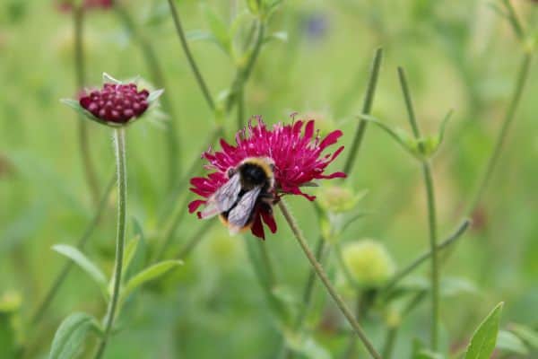 Packwood House flowers