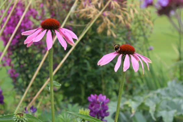 Packwood House plants