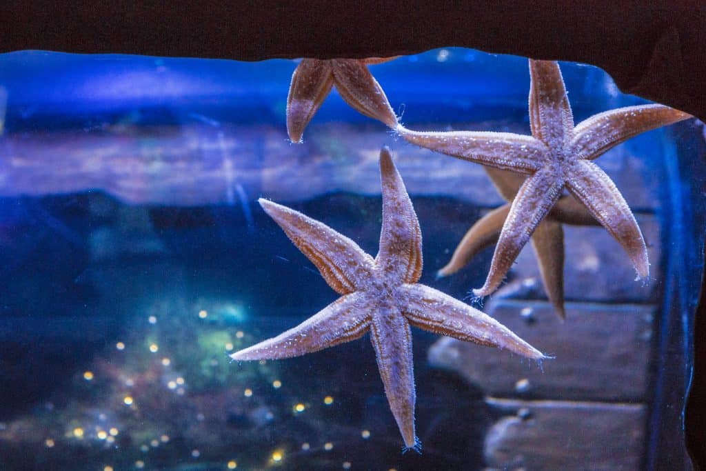 Sea Life Centre Great Yarmouth