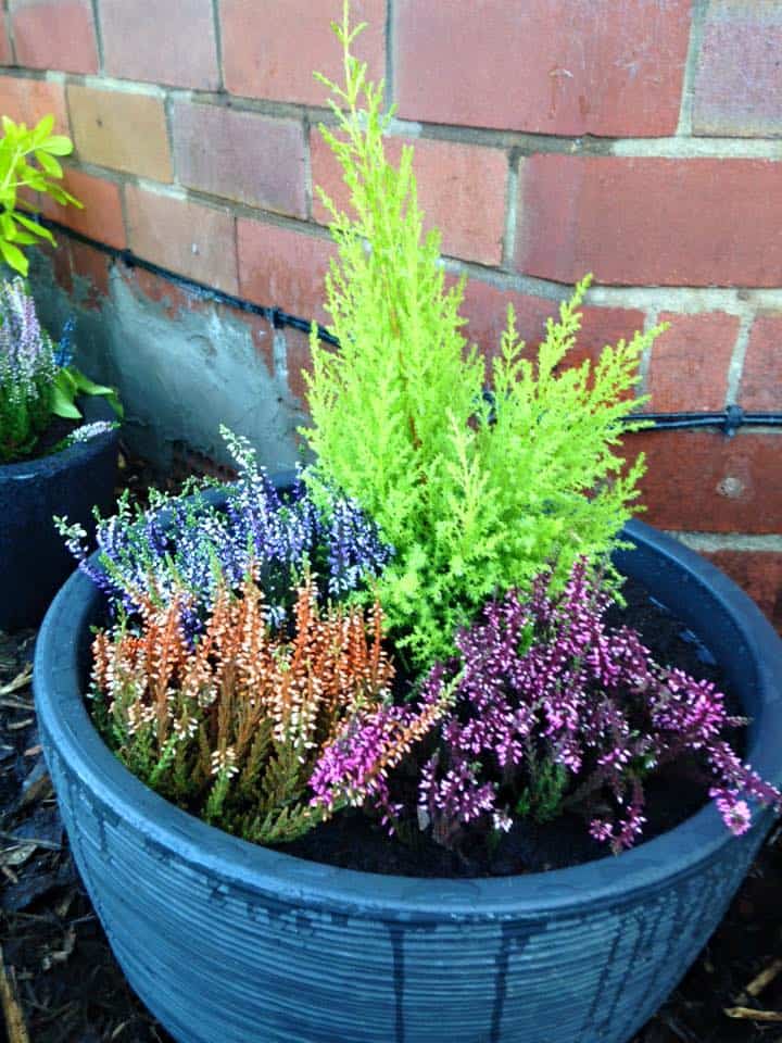 Gardening for beginners