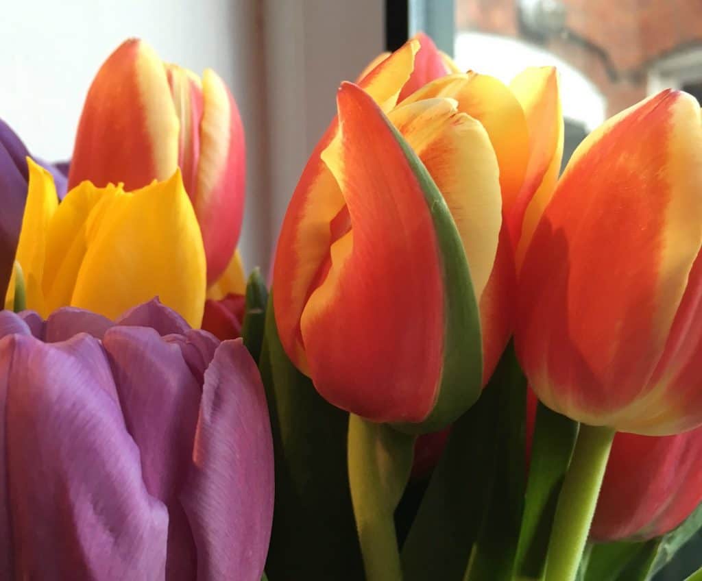 Tulips