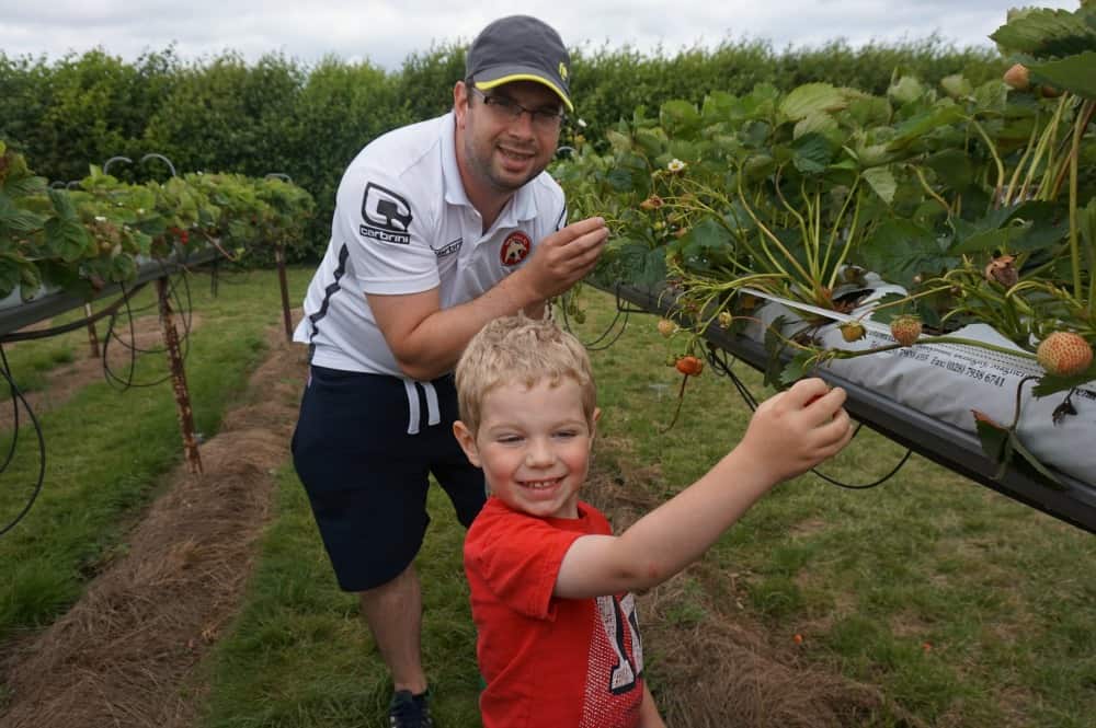 Strawberry picking2