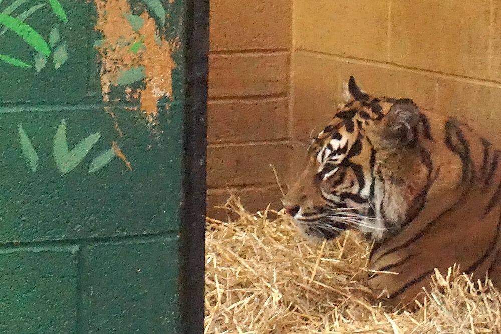 Sumatran Tiger Drayton Manor Park