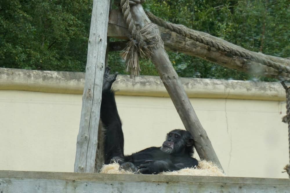 Toto Chimpanzee Drayton Manor Park