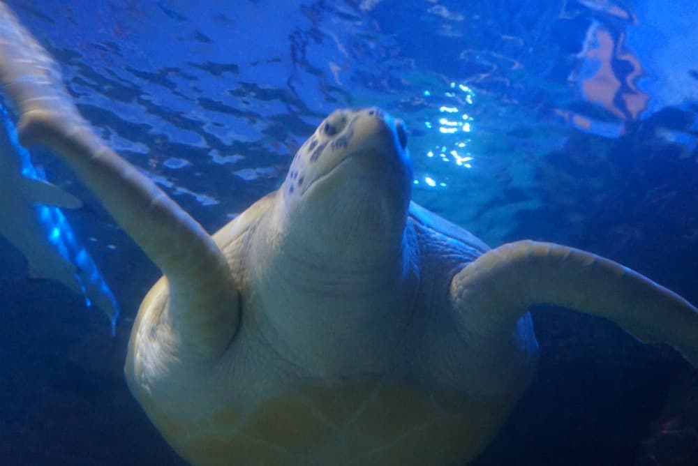 Sea Turtle SeaLife Birmingham