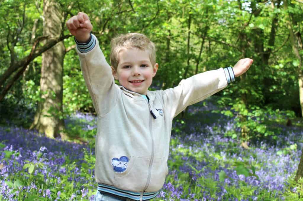 The Essential One bluebells