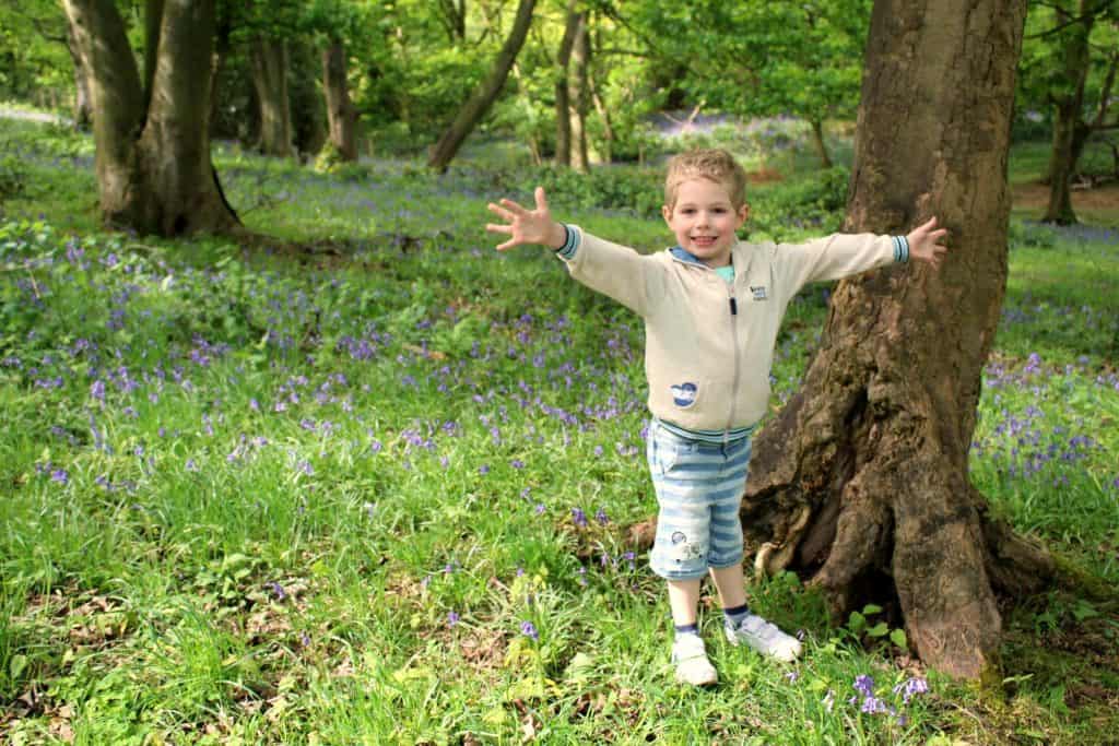 Lodge Hill Bluebells