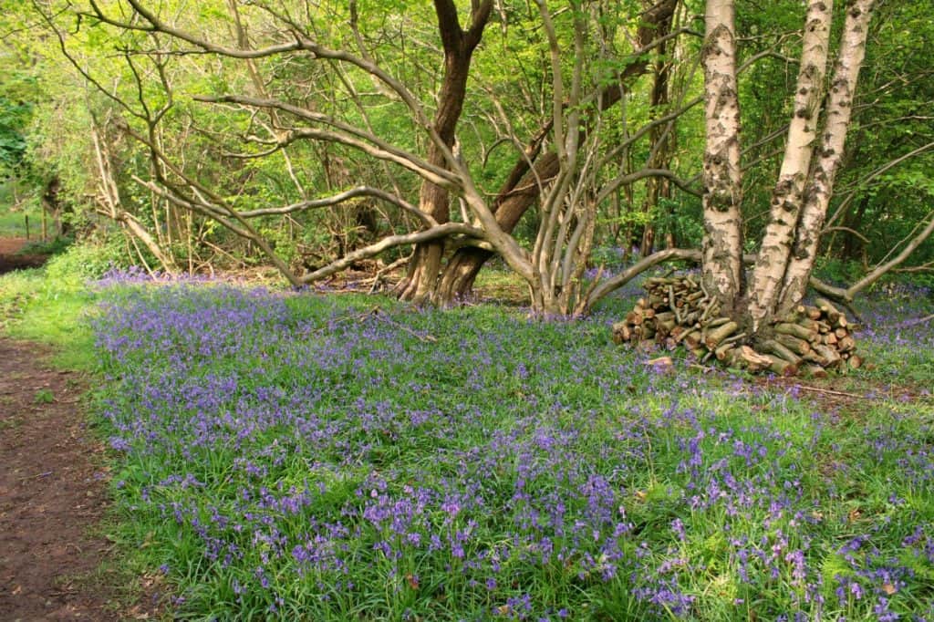 Lodge Hill Bluebells