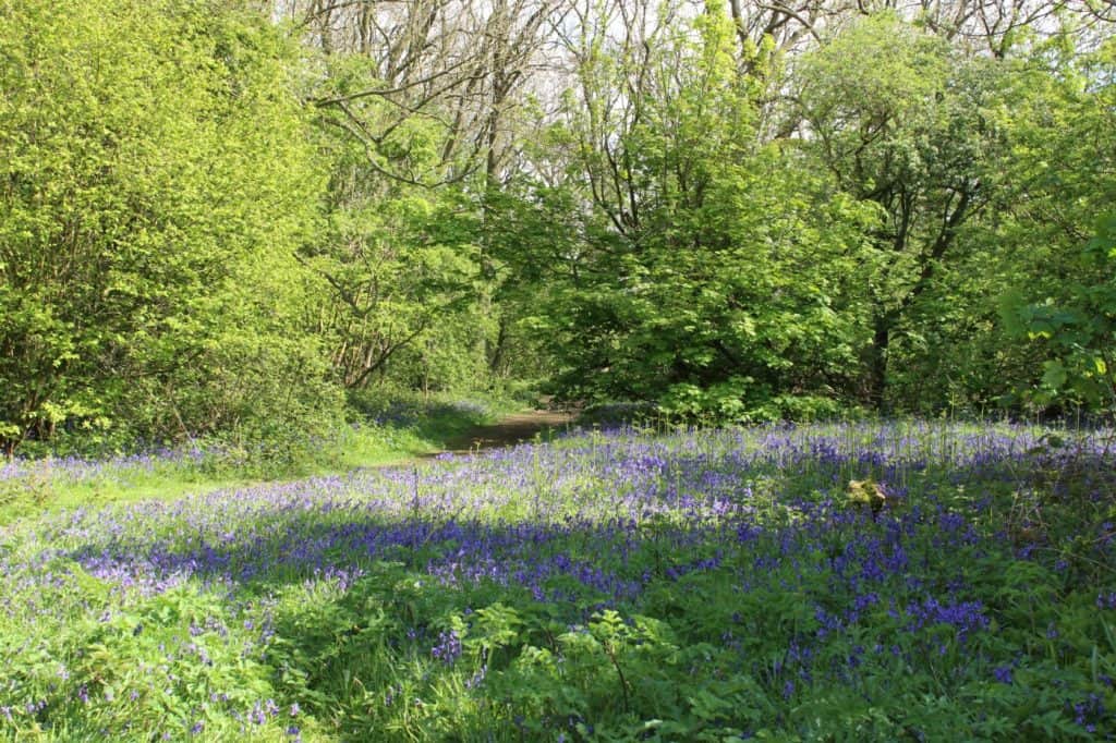 Lodge Hill Bluebells