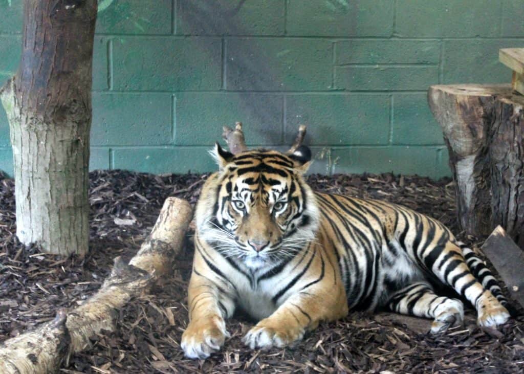 Sumatran tiger Drayton Manor Park