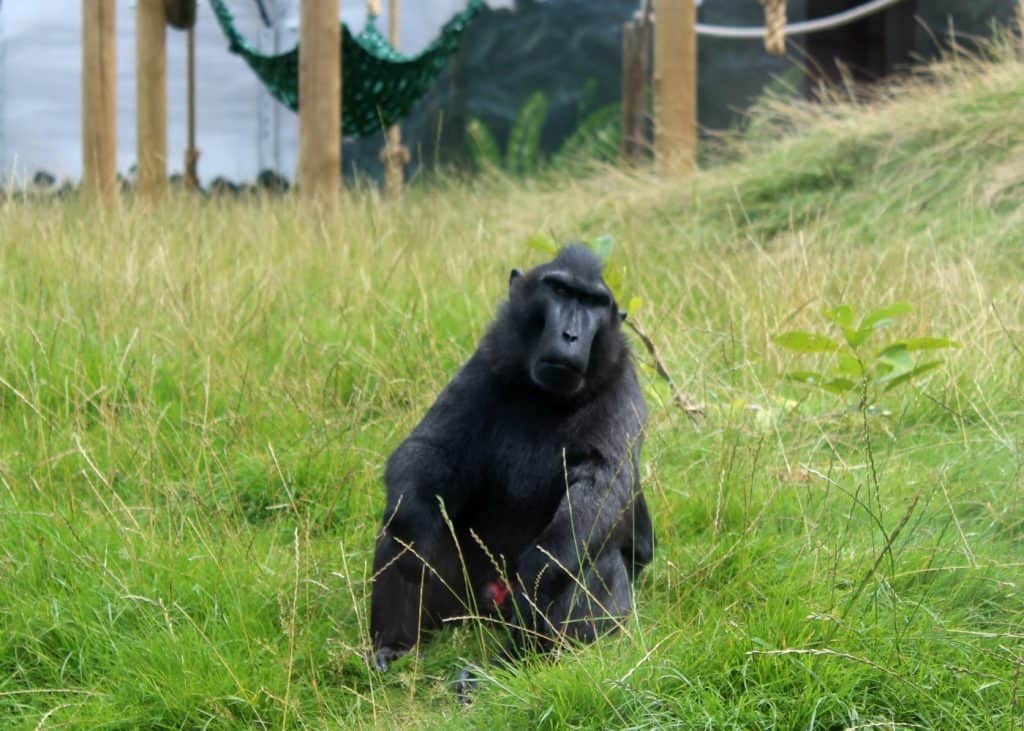 Sulawesi crested macaque