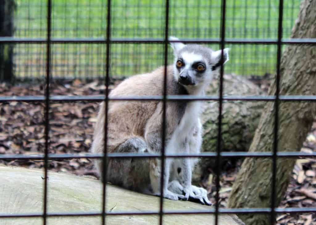 Lemur Drayton Manor Park