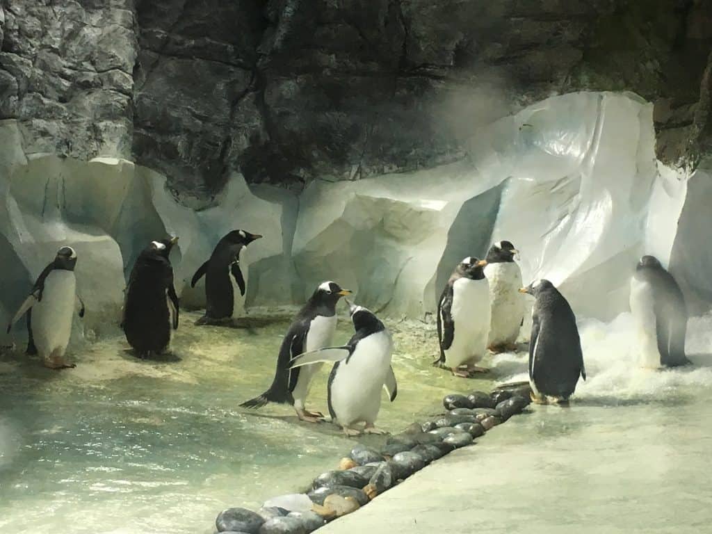 Penguins National Sea Life Centre Birmingham