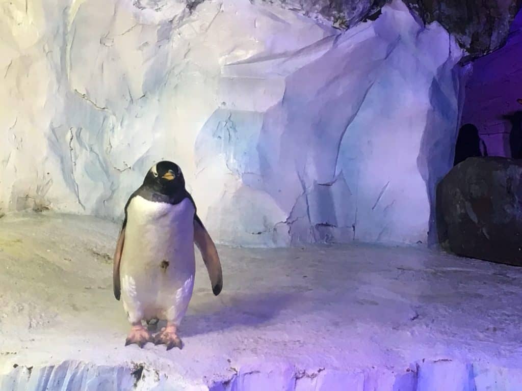 Penguins National Sea Life Centre Birmingham