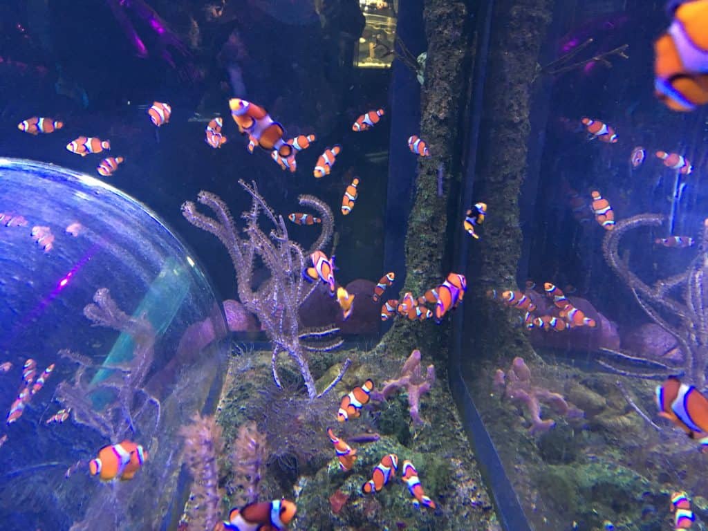 Clownfish National Sea Life Centre Birmingham