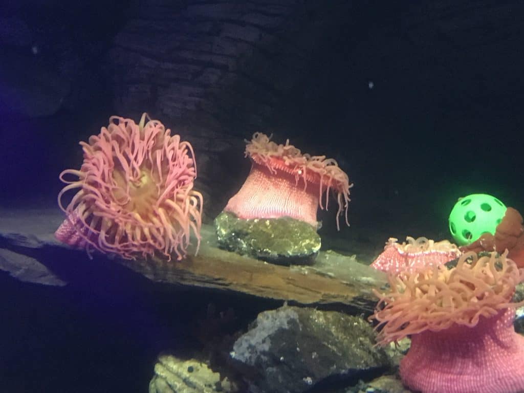 National Sea Life Centre Birmingham