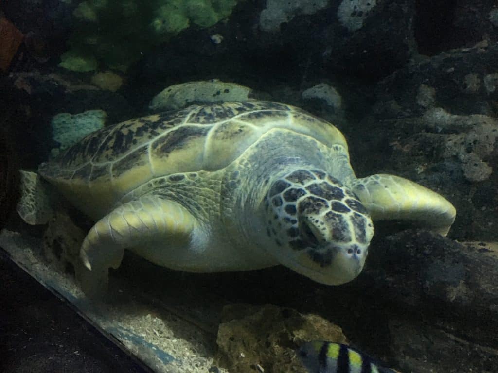 Sea Turtle National Sea Life Centre Birmingham