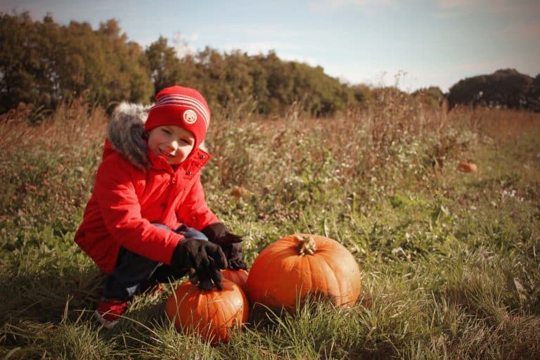 Pumpkin Essington Farm
