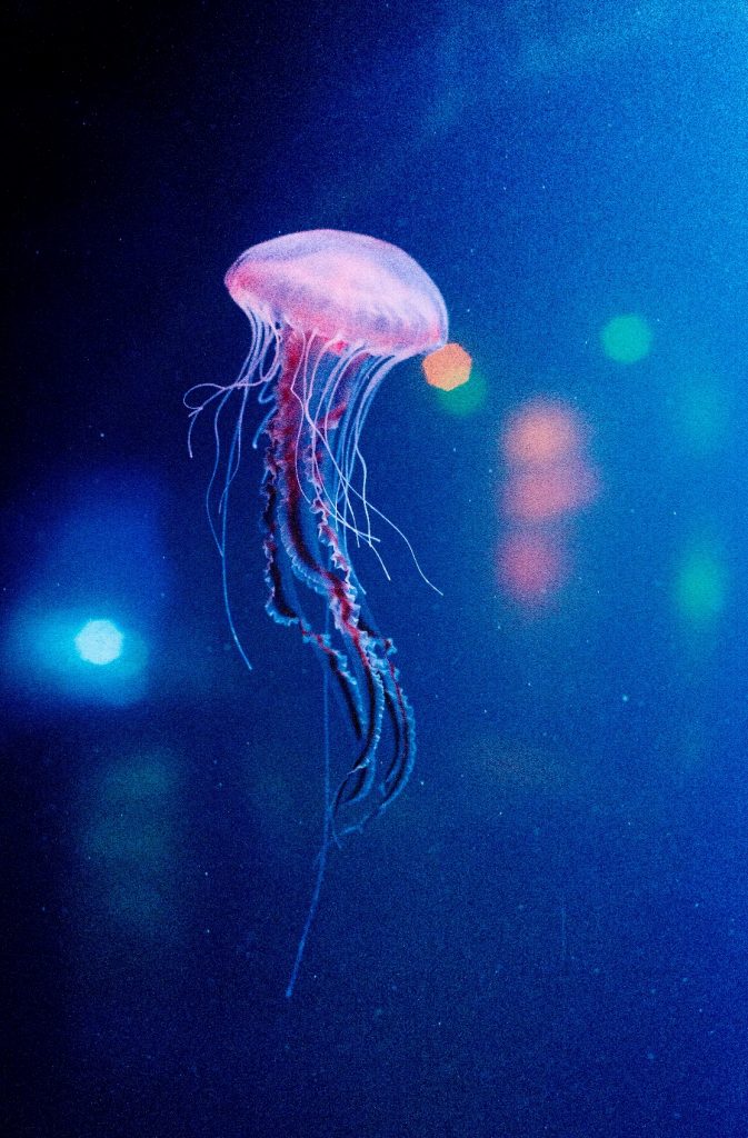 Spooky Seas Sea Life 