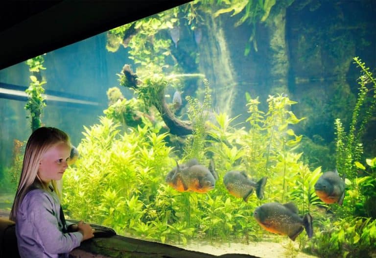 The piranhas come to Birmingham