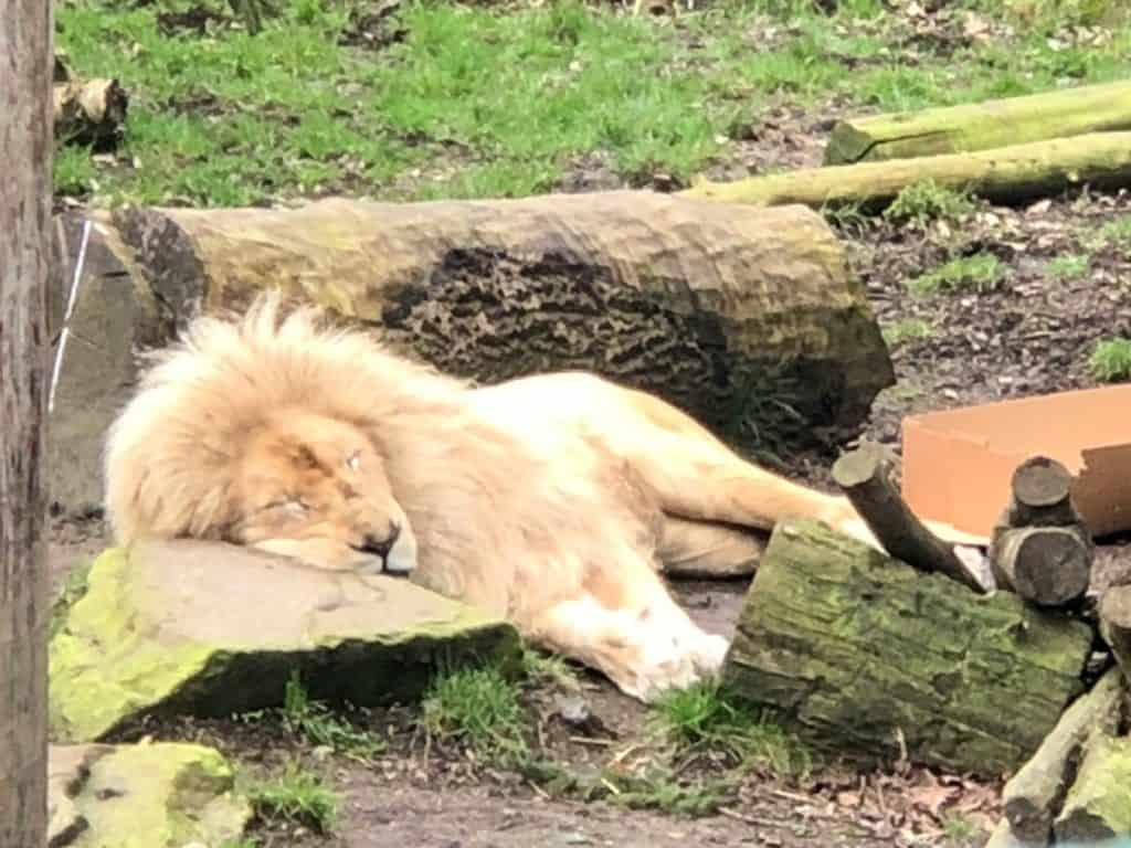 Paradise Wildlife Park Lion