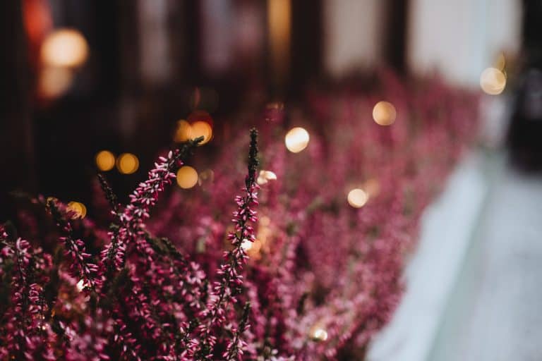 Lighting the Way for Family Time in the Garden