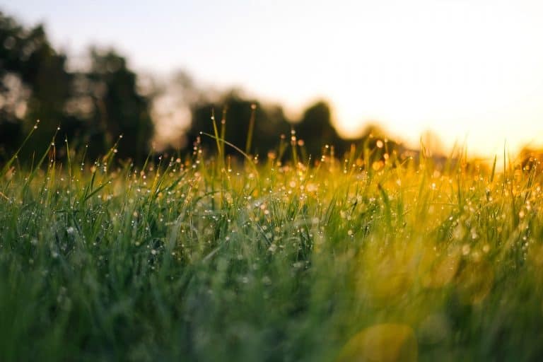Top tips for lawn maintenance