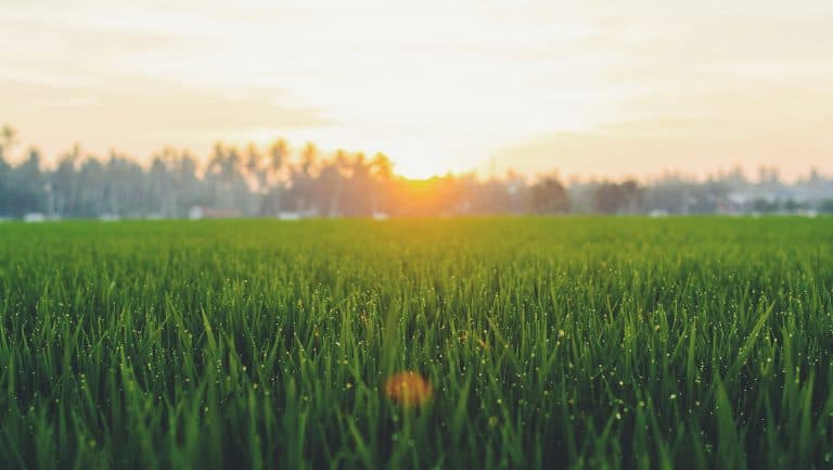 Looking After Your Garden in Winter
