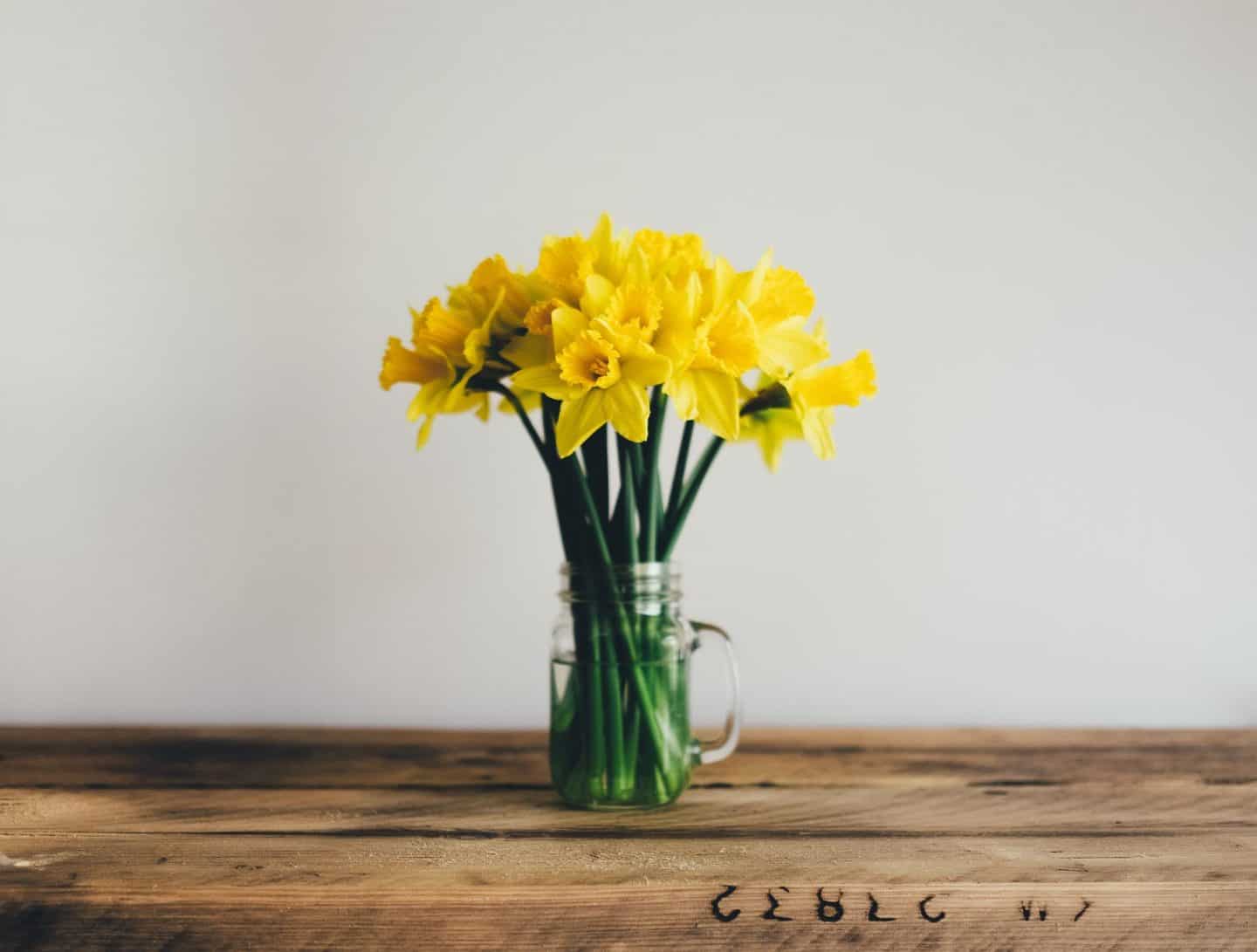 daffodils spring 