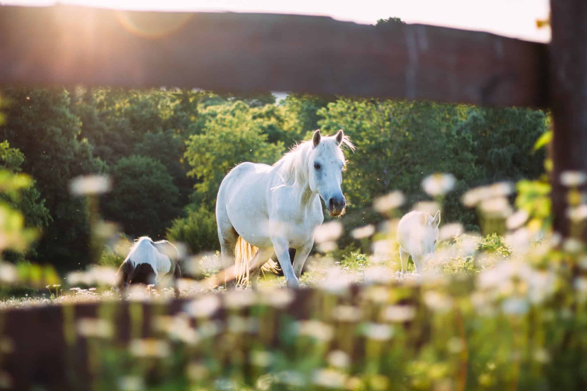 horses grazing sunshine