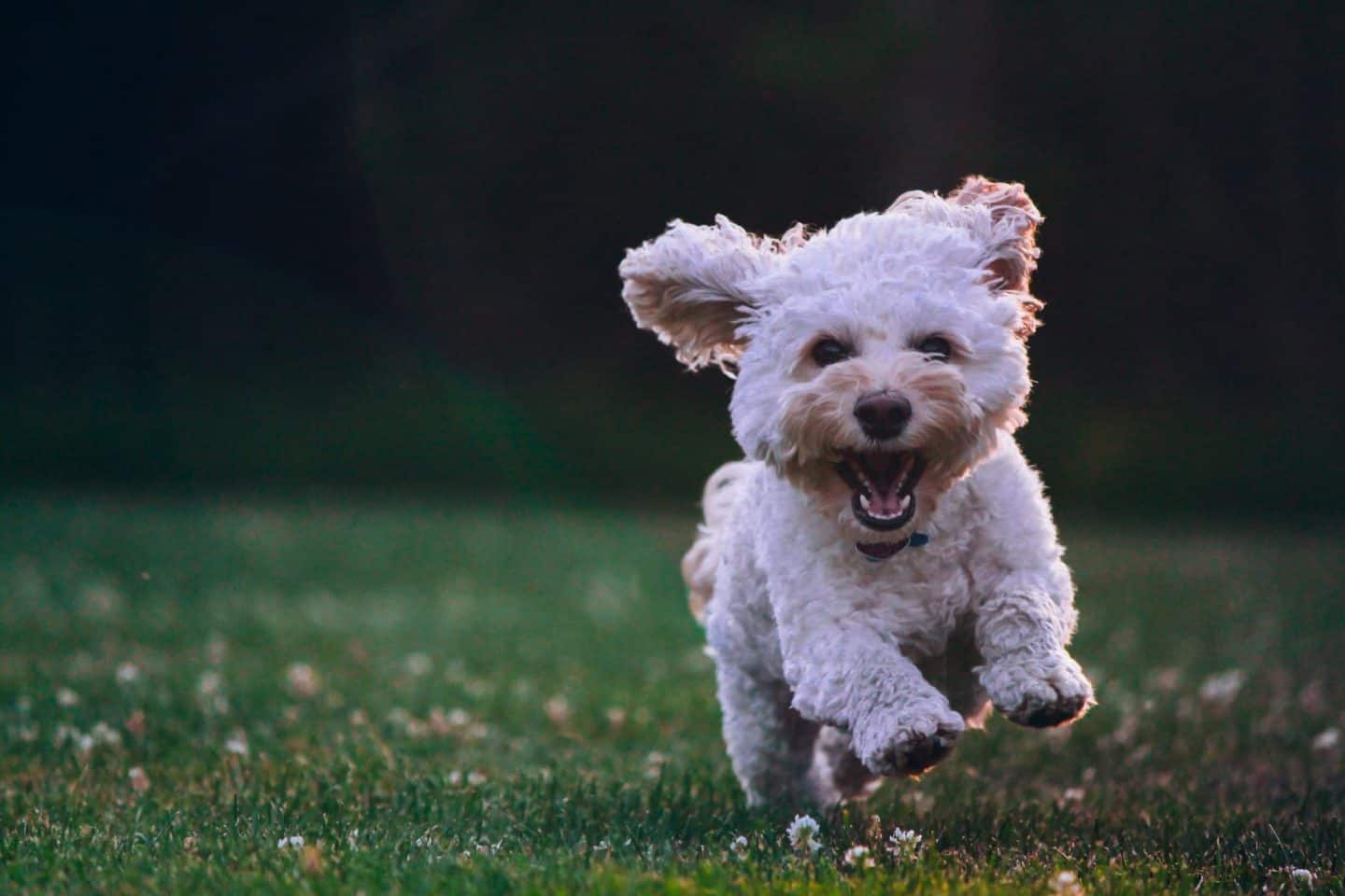 canine emotions