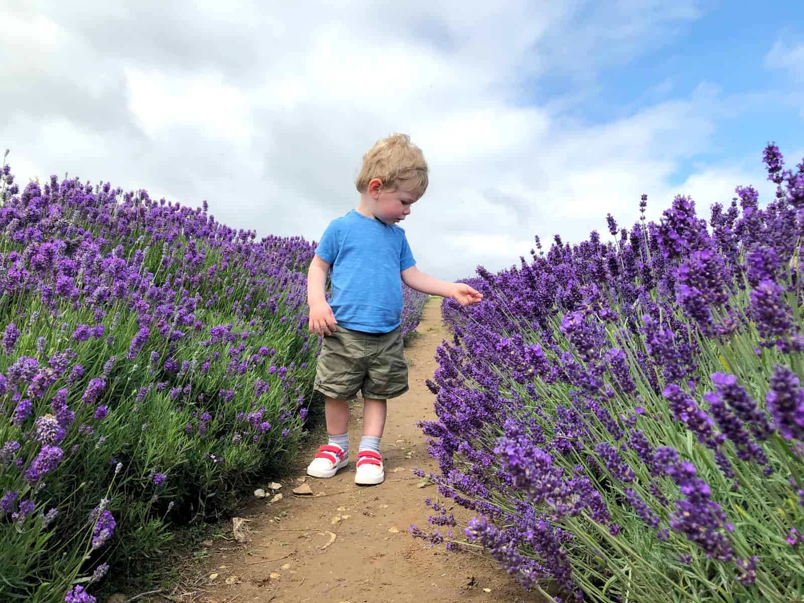 Cotswold Lavender