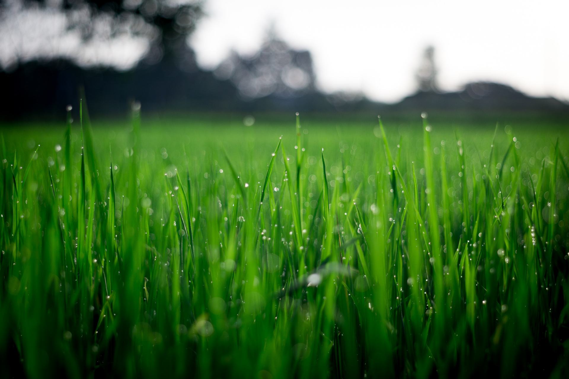 artificial turf