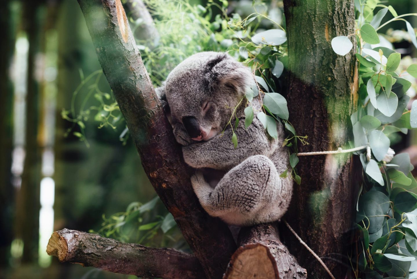 Australia Koala