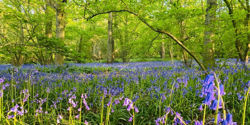 Box Wood, Stevenage