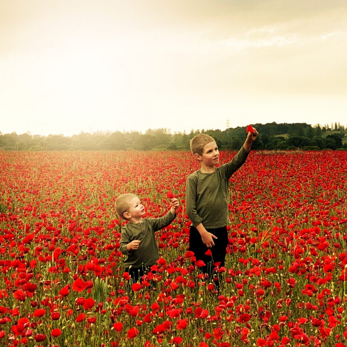 Poppies