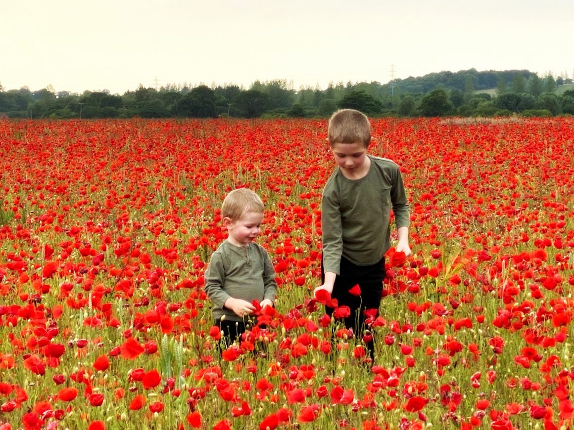 poppies June 2020